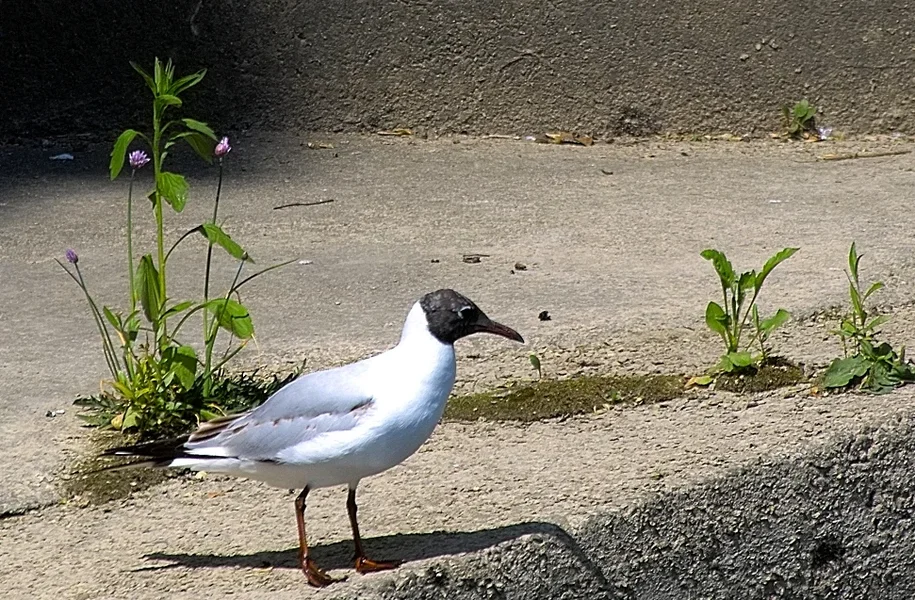 IMG00952-a.webp