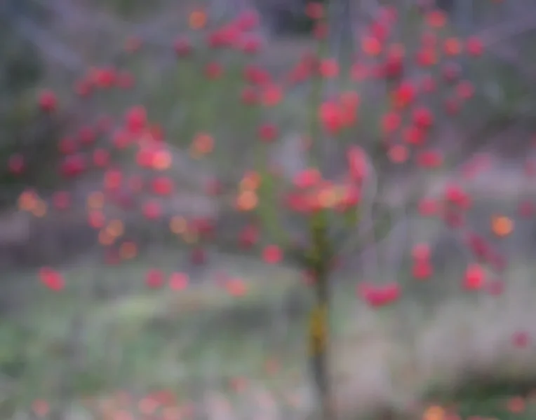 ci_PG9_7155.webp