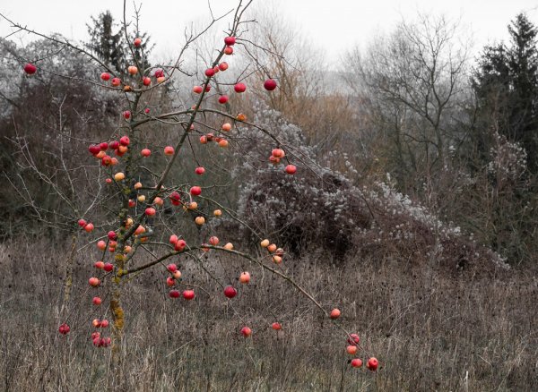 ci_PG9_7152.jpg