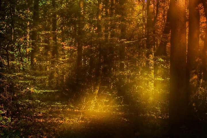 ImHummelhfFantNR3AUSFINMAMBEFINFINFINVAR_720x480.webp