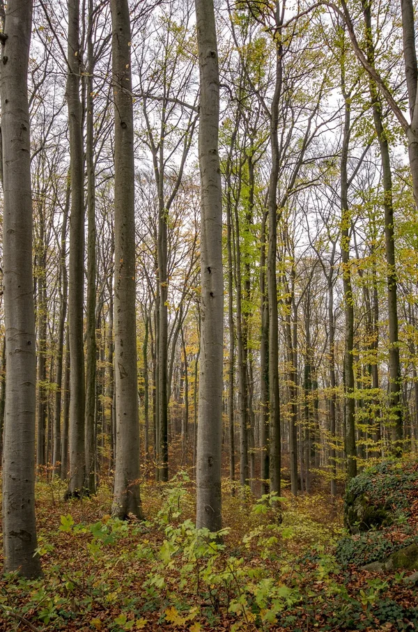 IMGP0510 04. November 2017 Sanspareil.webp