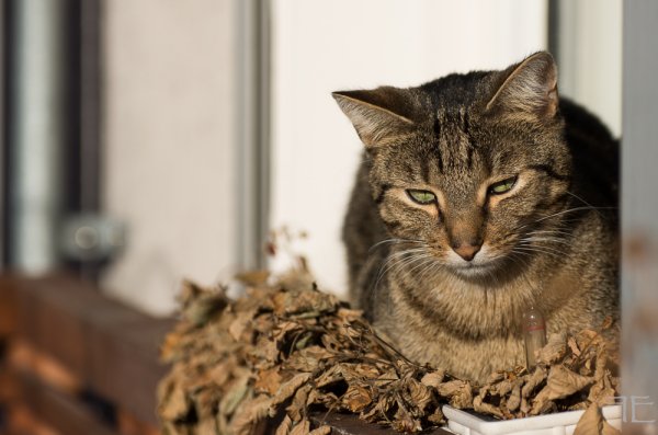 20181114-_IGP5102.jpg 20181114-_IGP5102.jpg