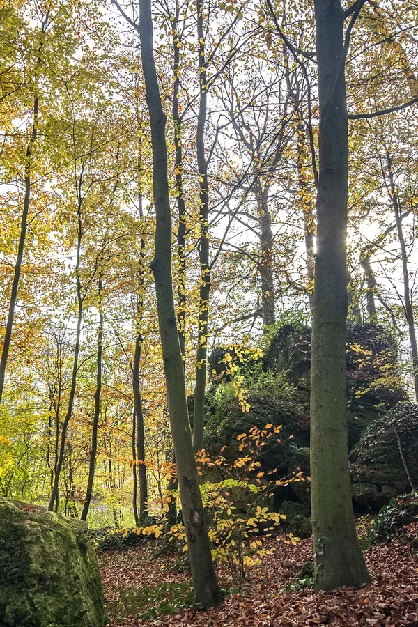 IMGP0388 04. November 2017 Sanspareil Kopie.webp