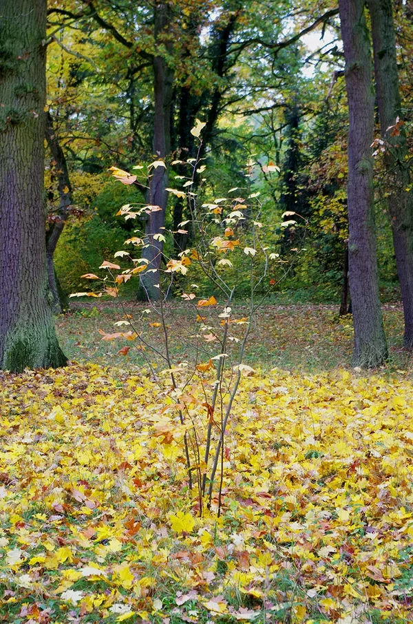 IMGP4864 Kopie.webp