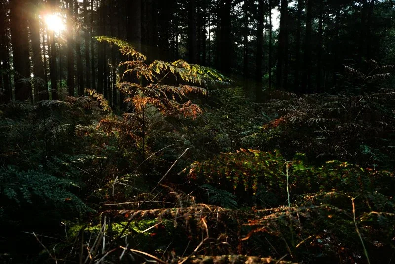 Wald-Spätsommer.webp