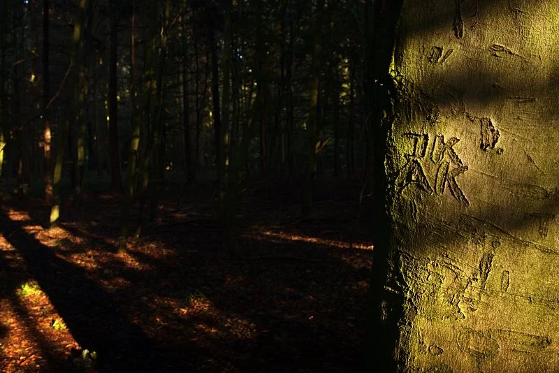 Wald-Spätsommer-2.webp