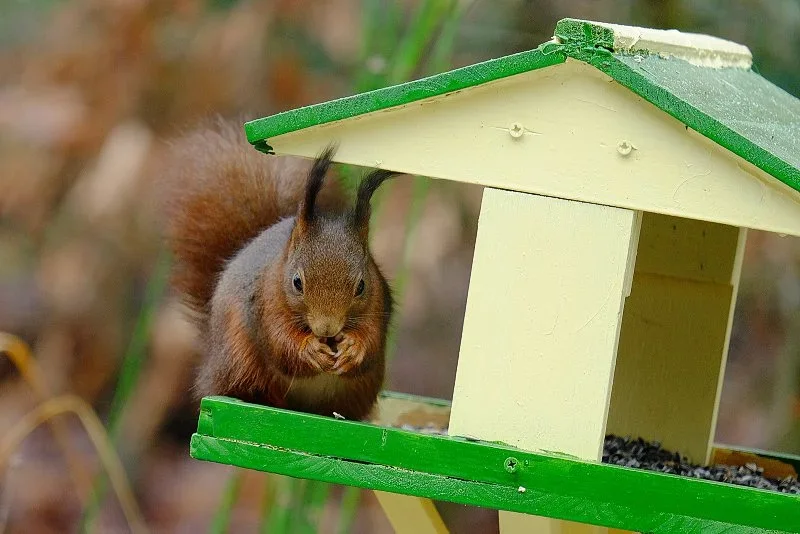 Eichhörnchen_am_Vogelhaus.webp