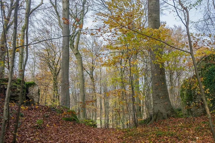 IMGP0387 04. November 2017 Sanspareil Kopie.webp