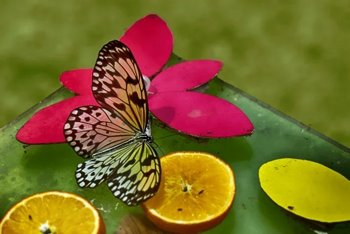 GelbschwarzerFalteraufroterKunstbl1SL2490FINENDVERSIONFINOPTIMALCROP_719x480.webp