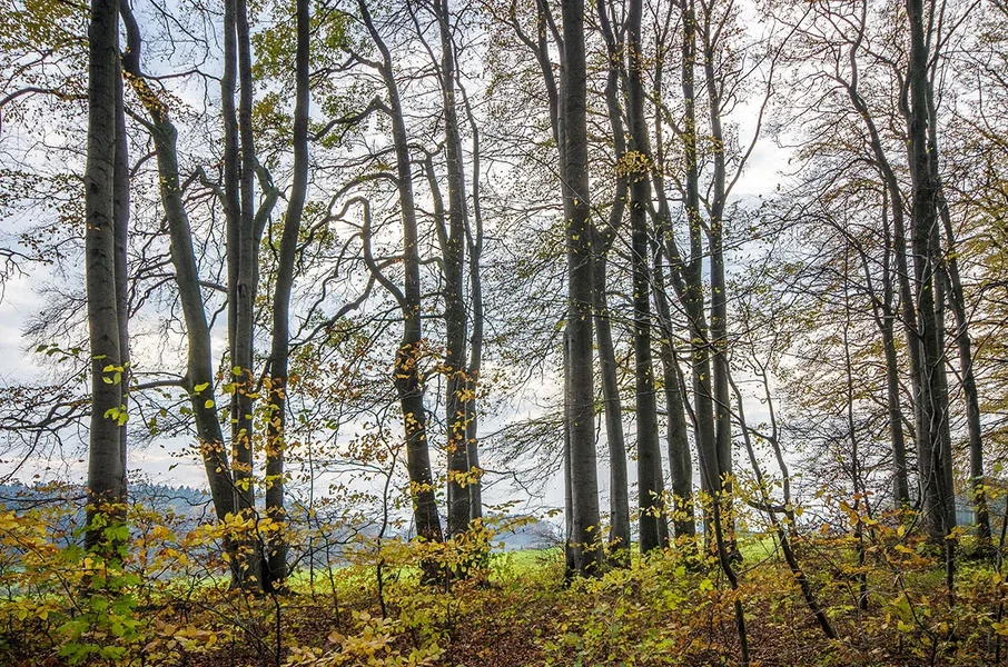 IMGP0511 04. November 2017 Sanspareil Kopie.webp