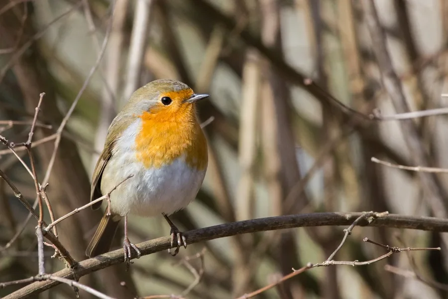 IMGP1185 23. Februar 2019 Hain.webp