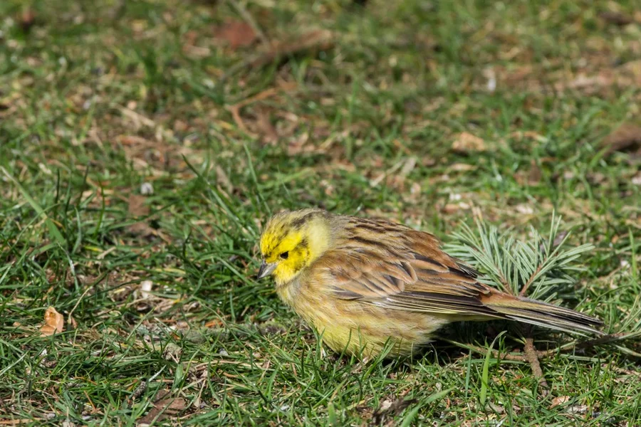 IMGP1271 23. Februar 2019 Hain.webp