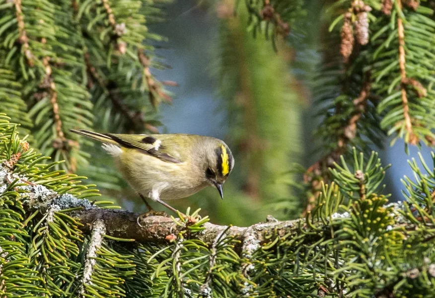 IMGP1314 23. Februar 2019 Hain.webp