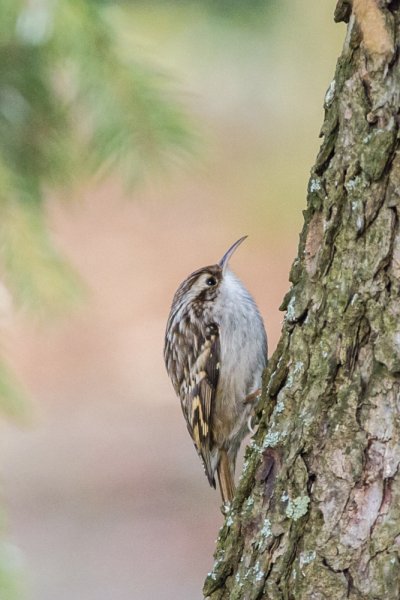 IMGP1328 23. Februar 2019 Hain.jpg