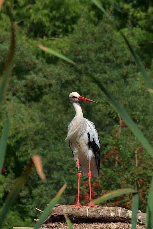 Storch.webp