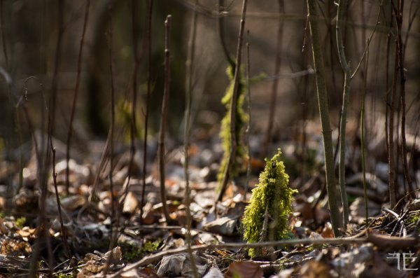 20190228-_IGP5195.jpg 20190228-_IGP5195.jpg