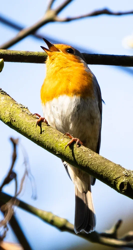 Vögel Febr. 19_216.webp