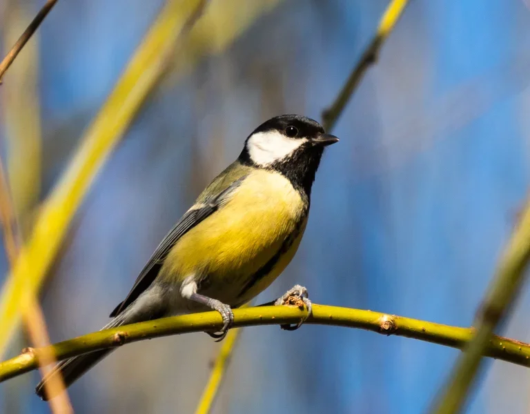 Vögel Febr. 19_237.webp