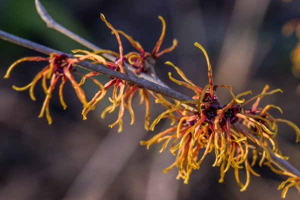 _IMG2316 16. Februar 2019 Hain.jpg