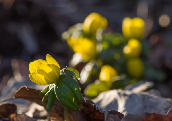 _IMG2399 16. Februar 2019 Hain.jpg