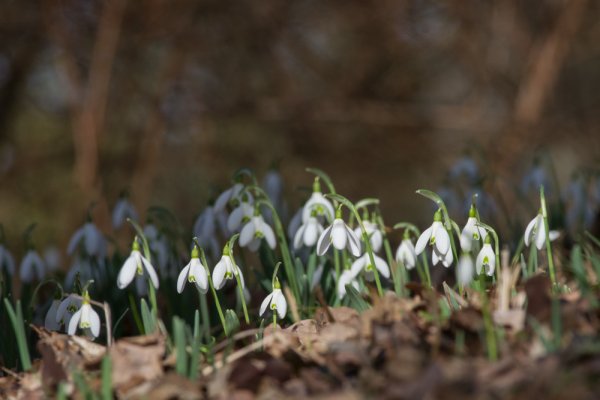 IMGP1198 23. Februar 2019 Hain.jpg