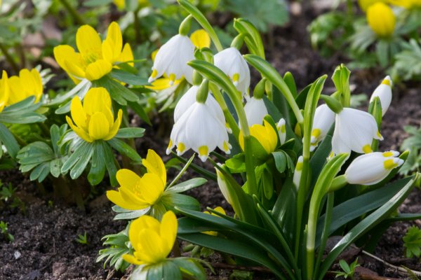 IMGP1364 23. Februar 2019 Hain.jpg