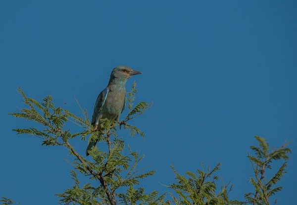 forumP1291600-Bearbeitet.jpg