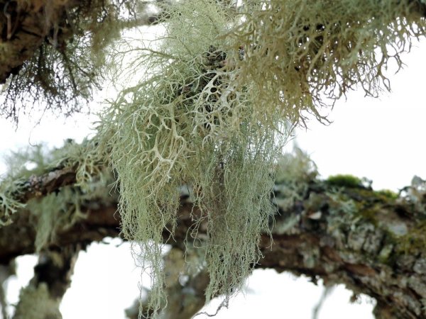 flechten_1.jpg flechten_1.jpg