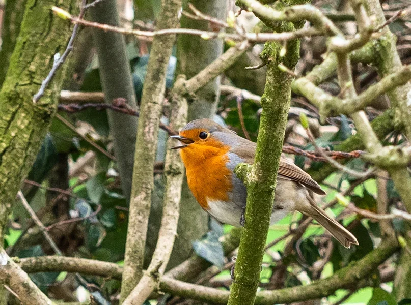Vögel März 2019 _020.webp