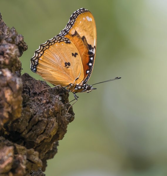 forumP1301761-Bearbeitet.jpg
