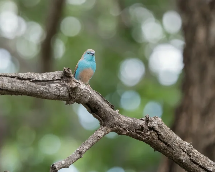 forumP2012227.webp