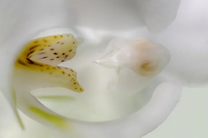 OrchidWeissMacroichfresseCL60mmMacroFINAUSENDVERSIONFIN_720x479.webp