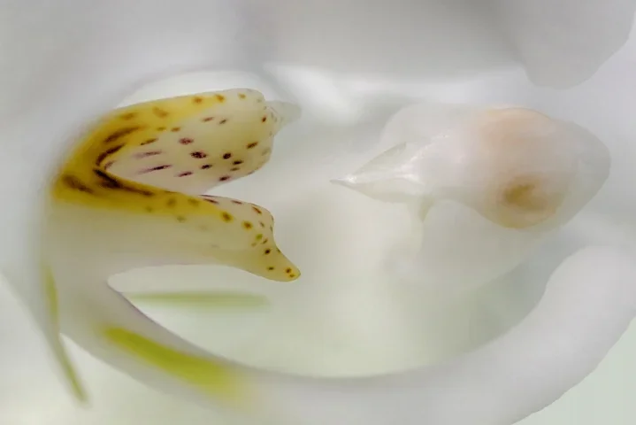 OrchidWeissMacroichfresseCL60mmMacroFINAUSENDVERSIONFINVARIANTEENG_719x480.webp