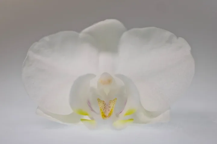 OrchidweissTaubeCLMac60FIN_720x479.webp