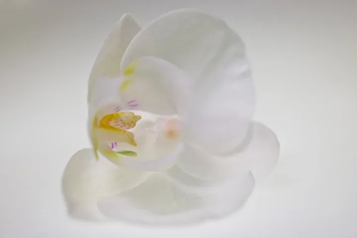OrchidweissYogaCLMac60FIN_720x480.webp