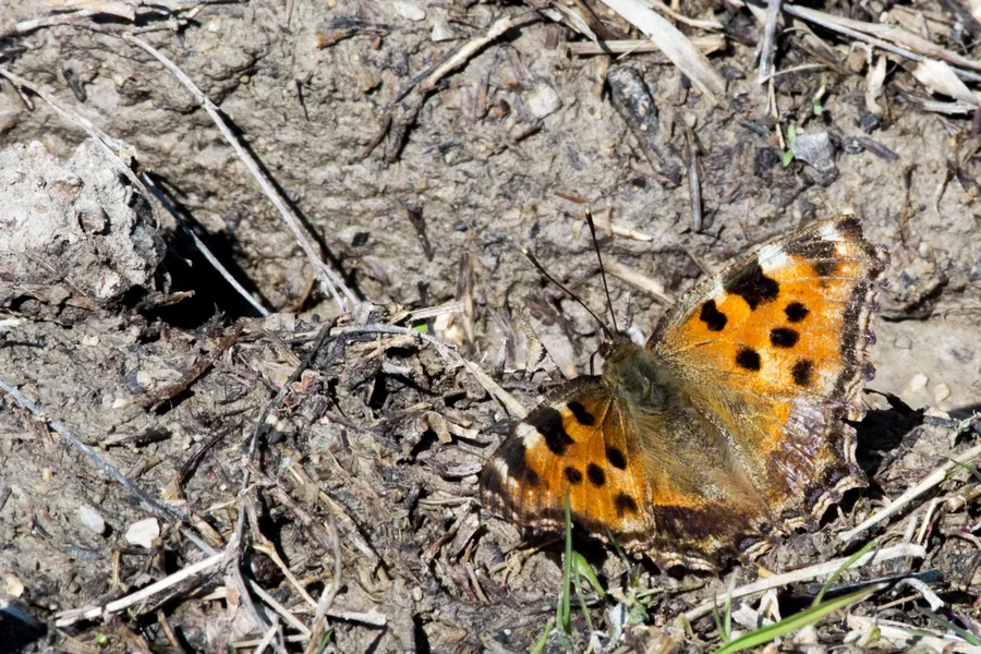 IMGP1594 23. März 2019 Dörrnwasserlos.webp