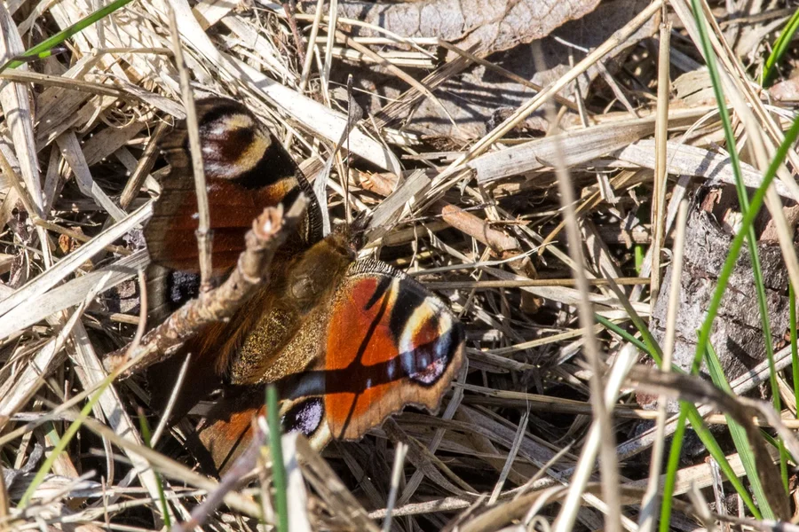 IMGP1606 23. März 2019 Dörrnwasserlos.webp