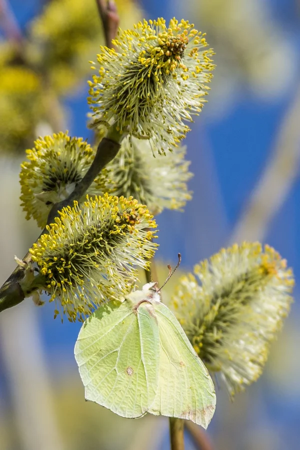 IMGP1665 23. März 2019 Dörrnwasserlos.webp
