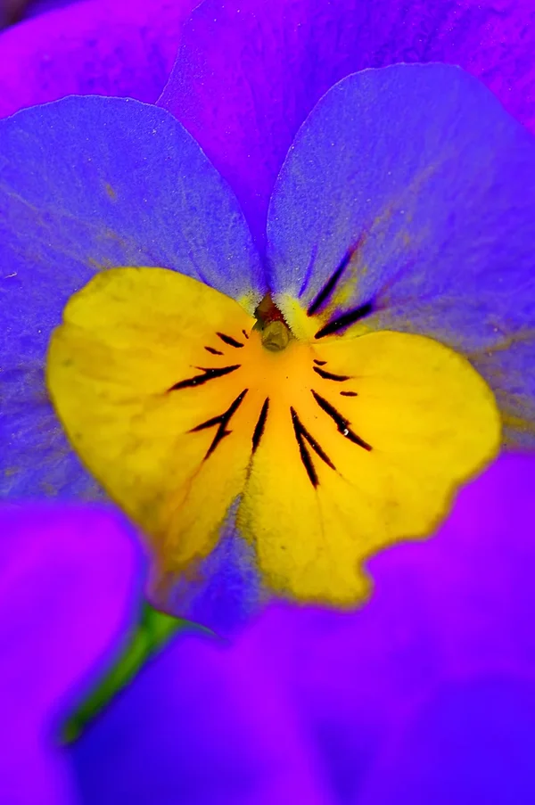 IMGP5728-0.webp