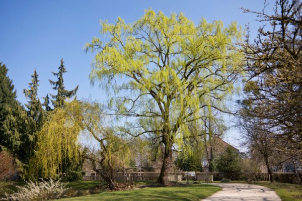 BaumgruppeamWassermGrünQuerfoCL1856FINLOKOFIN_720x480.jpg