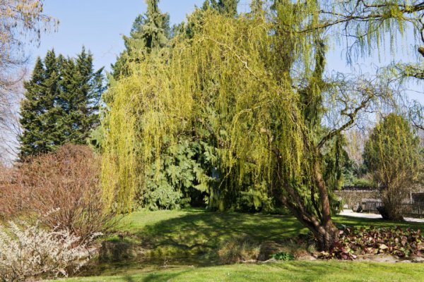 BaummGrünamWasseruerfoCL1856FIN_720x480.jpg