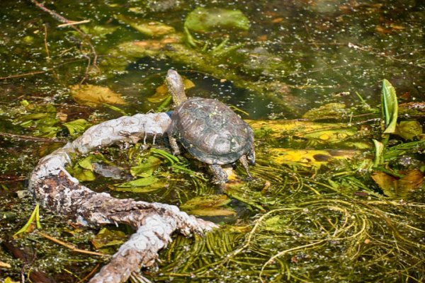 SchildkröteaufInselabgewandtDETAILAUFNAHMECL55135FINENDVERSIONFIN_720x480.jpg