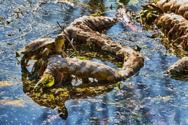 SchildkröteaufInselZUGEWANDTDETAILAUFNAHMECL55135FINCROPFINVAR_720x479.jpg