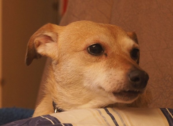 Bella.jpg