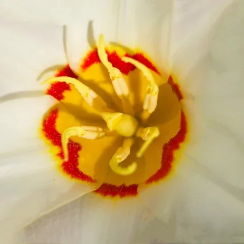 WeiiserBlumensternmPseudospinneSLCan180MACROPDETAILBLOWUP300DENOISE_480x480.webp