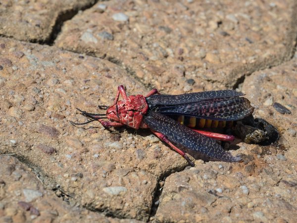 forumP2174700.jpg forumP2174700.jpg