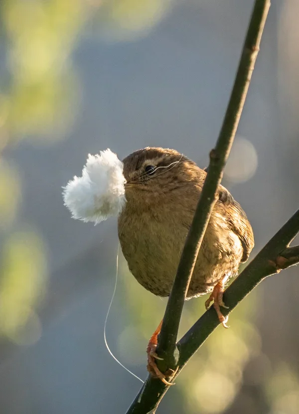 Zaunkönig_April 2019_001.webp