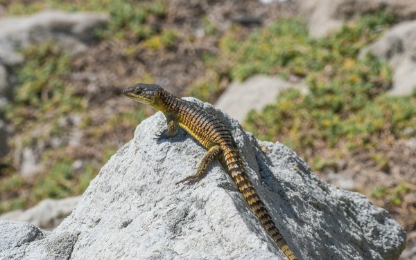 forumP2184845.jpg
