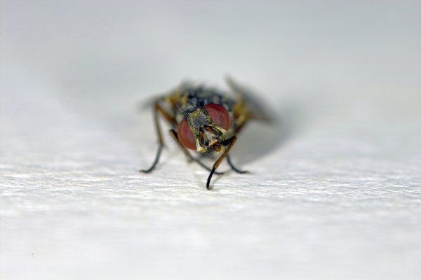IMG08147-Px.jpg