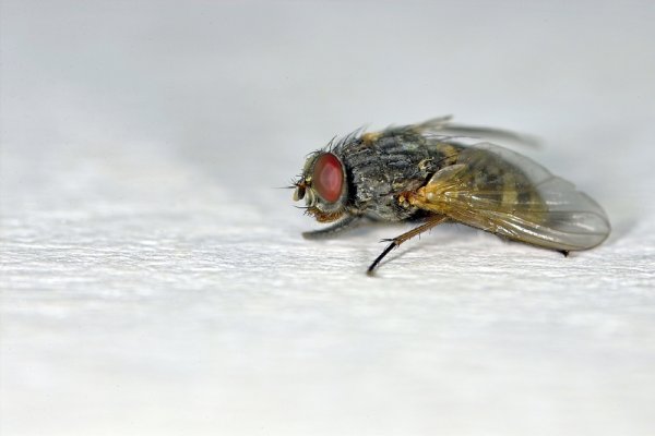 IMG08152-Px.jpg